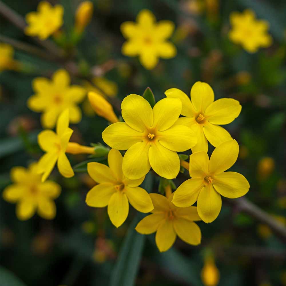 Sárga jázmin 3 sarga jazmin