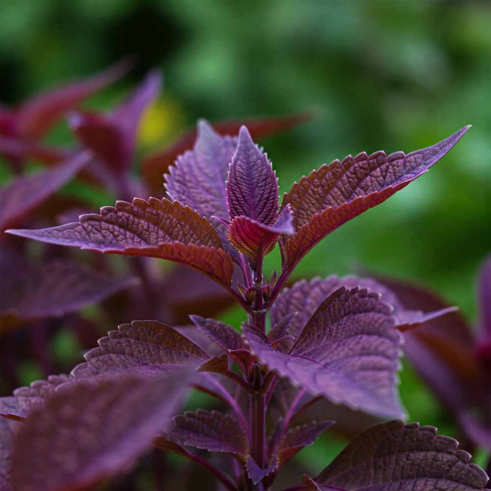 shiso perilla