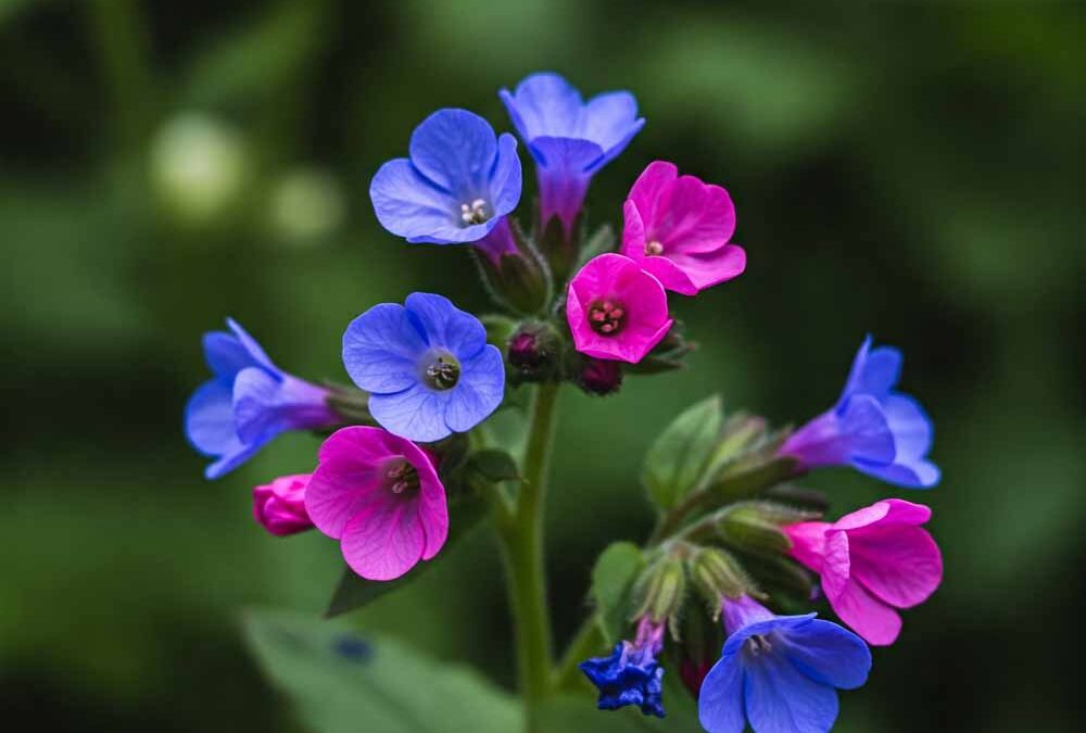 Tüdőfű (jeruzsálemi zsálya)