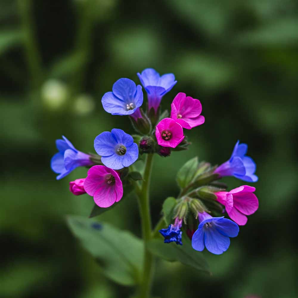 Tüdőfű (jeruzsálemi zsálya) 47 tudofu jeruzsalemi zsalya