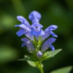 virginiai sisakvirag