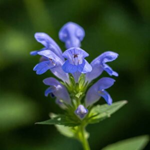 Virgíniai sisakvirág 30 virginiai sisakvirag