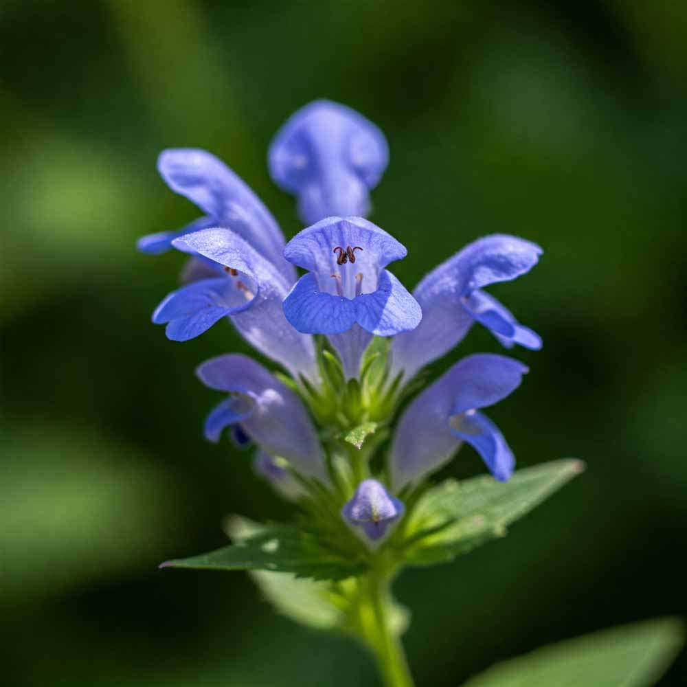 Virgíniai sisakvirág 11 virginiai sisakvirag