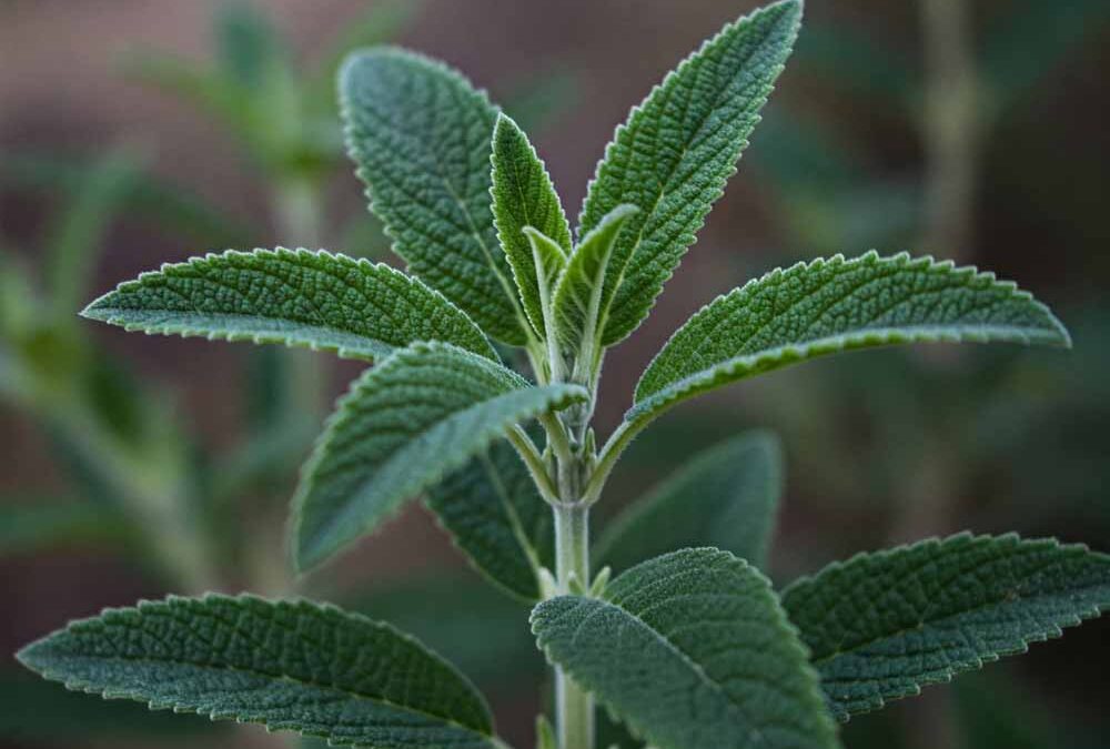 Yerba Santa (kaliforniai szentfű)