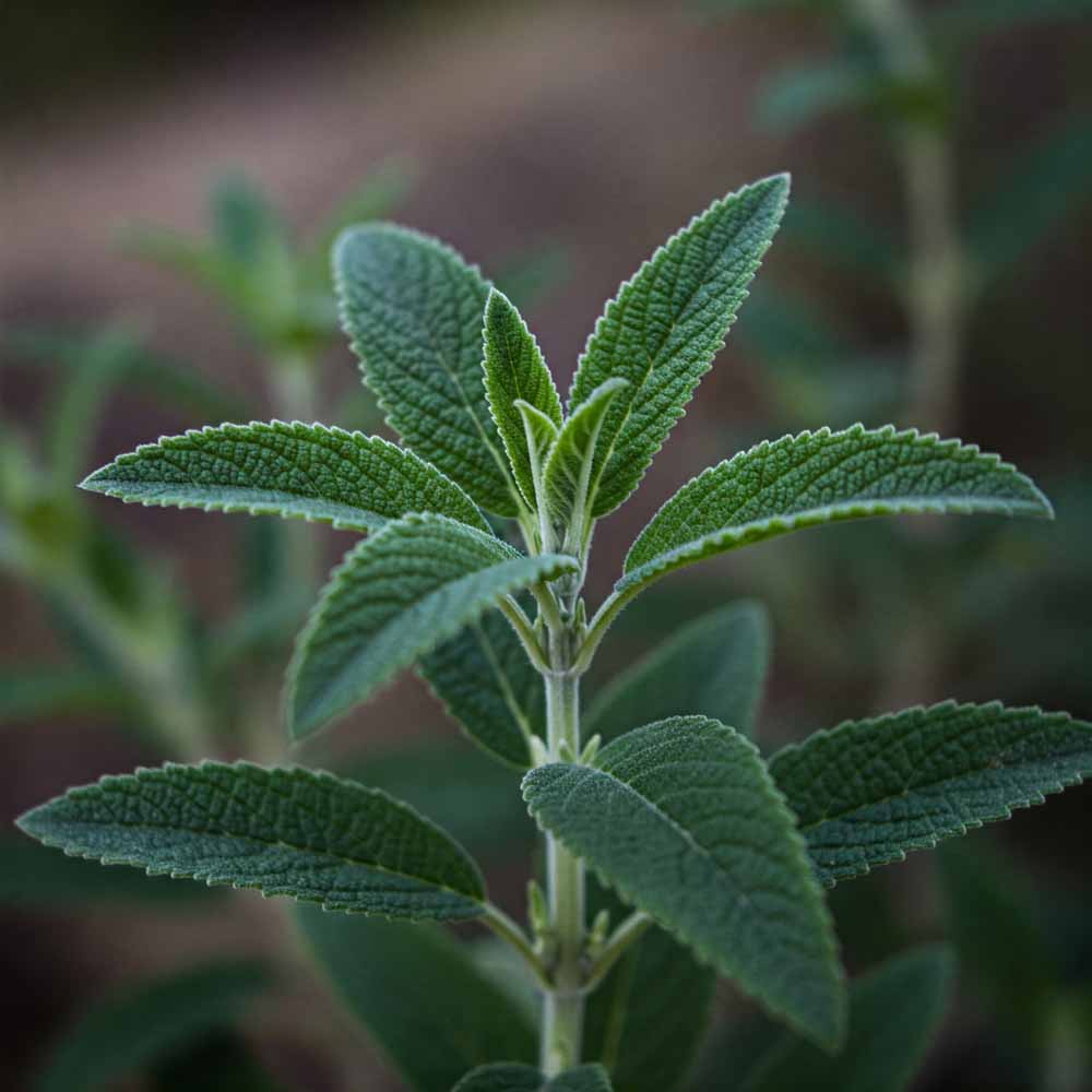 yerba santa kaliforniai szentfu